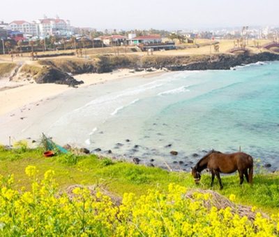 Tour du lịch đảo Jeju Hàn Quốc 4 ngày 3 đêm