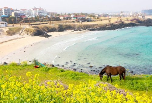 Tour du lịch đảo Jeju Hàn Quốc 4 ngày 3 đêm